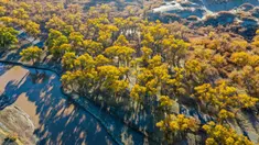 Foto dari udara yang diabadikan pada 18 Oktober 2020 ini menunjukkan pemandangan musim gugur di hutan poplar gurun (populus euphratica) di Wilayah Ejin, Daerah Otonom Mongolia Dalam, China utara. (Xinhua/Lian Zhen)