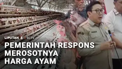 Sementara itu anjloknya harga ayam hidup di tingkat peternak direspons Pemerintah. Kementerian Pertanian bersama Satgas Pangan Polri dan pelaku usaha peternakan akan menaikkan harga jual ayam hidup secara bertahap.