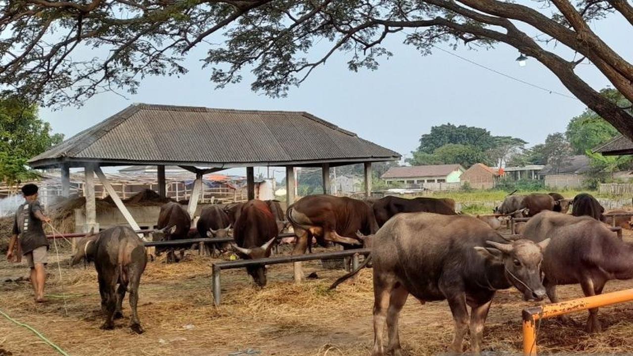 Pemkot Yogyakarta Siapkan Layanan Pemotongan Kurban di RPH Giwangan Selama Empat Hari Idul Adha 1447 H