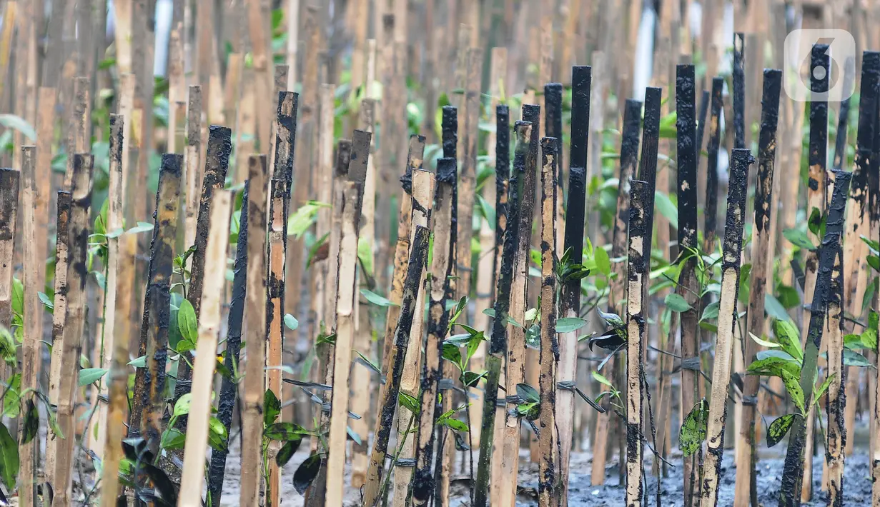 PT PLN Nusantara Power bersama Komunitas Mangrove Muara melakukan penanaman mangrove di Kawasan Eco Marine Mangrove Muara Angke, Jakarta, Kamis (7/12/2023. (merdeka.com/Imam Buhori)