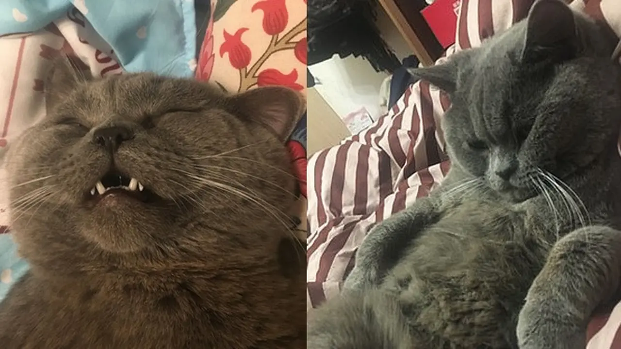 Kucing Ini Kawin dengan 5 Betina dalam Semalam, Kondisinya Kini Bikin Miris