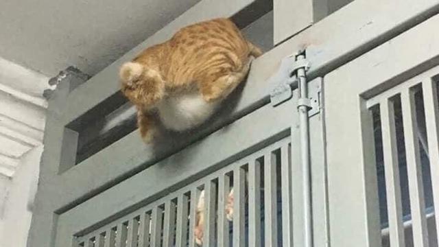 10 Potret Nyeleneh Kucing Tersangkut Waktu Usil, Penampakannya Bikin Nyengir