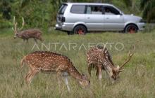 Rusa Tertabrak Tol Serpan di Lebak: Pengendara Selamat, Pengelola Prioritaskan Pengamanan Satwa