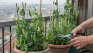 Cara Menanam Kacang Polong di Pot Kecil, Panduan Lengkap untuk Pemula agar Panen Melimpah