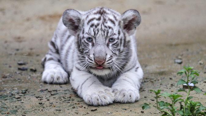 Seekor harimau putih atau harimau benggala terlihat di kebun binatang di Chittagong, Bangladesh (12/9). Pihak berwenang kebun binatang mengatakan harimau putih ini pertama yang lahir dan dibesarkan di kebun binatang Bangladesh. (AFP Photo/Habibur Rob)
