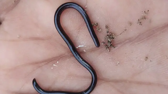 Ular Kawat