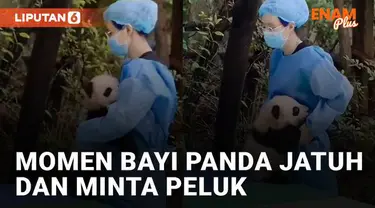 Bayi panda terjatuh dari sebuah tempat mengundang perhatian