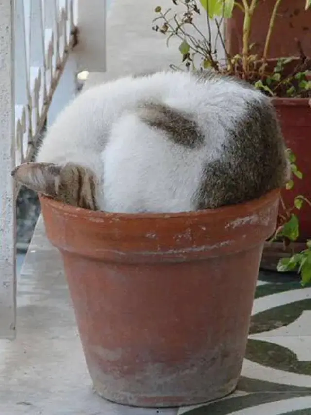 8 Potret Lucu Kucing Tidur Tidur di Dalam Pot Ini Posenya Menggemaskan