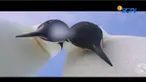 Dua penguin di antartika ini tertangkap kamera seolah sedang selfie dengan sebuah kamera yang ditinggalkan seorang penjelajah.