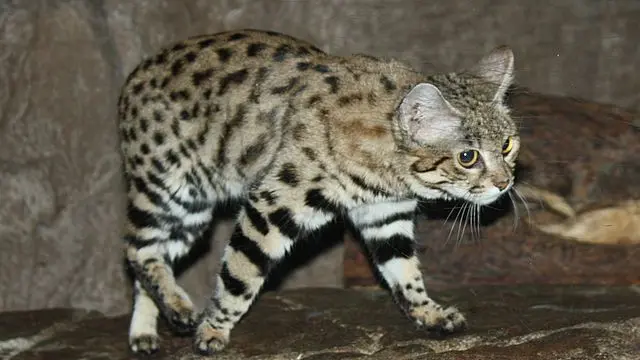 Kucing berkaki hitam Africa (Photo: Wikimedia Commons)