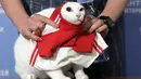Seorang relawan memasangkan jersey untuk Achilles saat meramal laga antara Rusia kontra Arab Saudi di Saint Petersburg, Rusia, Rabu (13/6/2018). Kucing putih dan tuli ini menjadi hewan peramal resmi di Piala Dunia 2018. (AP/Dmitri Lovetsky)