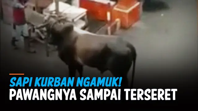 SAPI NGAMUK