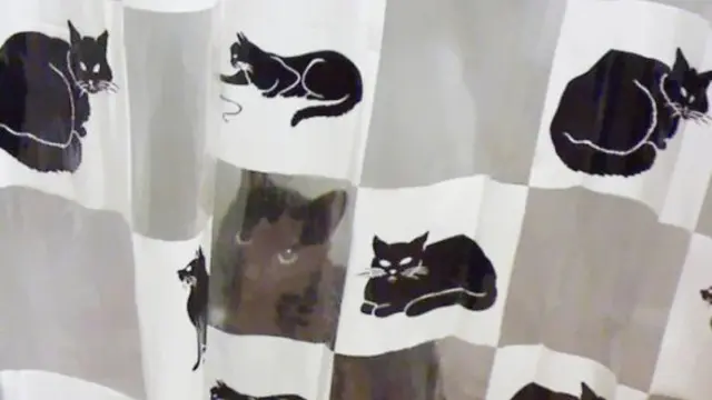 [Bintang] Kamuflase Kucing