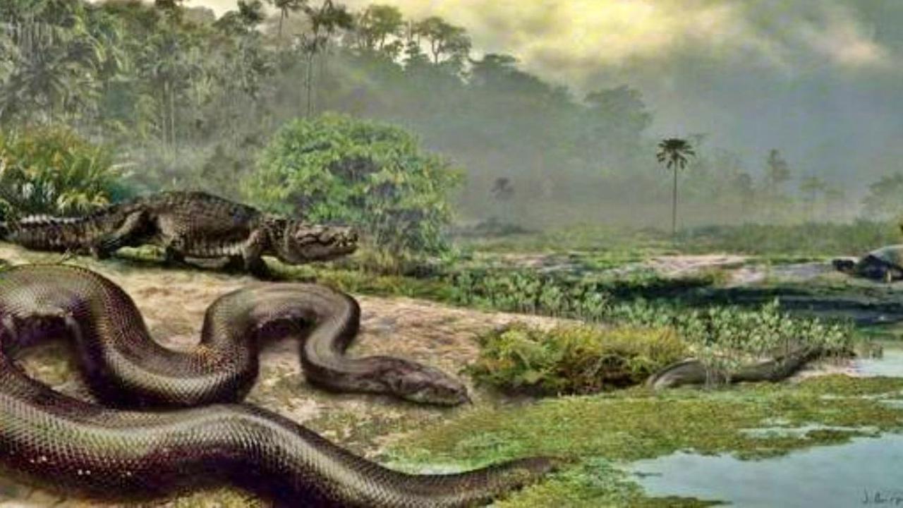 Menurut perkiraan, Titanoboa bisa tumbuh hingga sepanjang 12 sampai 15 meter, dan berat badan sampai 1.144 kilogram. Tapi, Anda bisa bersyukur karena ular ini hidup di bumi sekitar 58 hingga 60 juta tahun lalu.