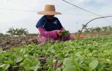 Setor Cukai Rp221 Triliun, Industri Hasil Tembakau Butuh Dukungan untuk Menjaga Ekosistem