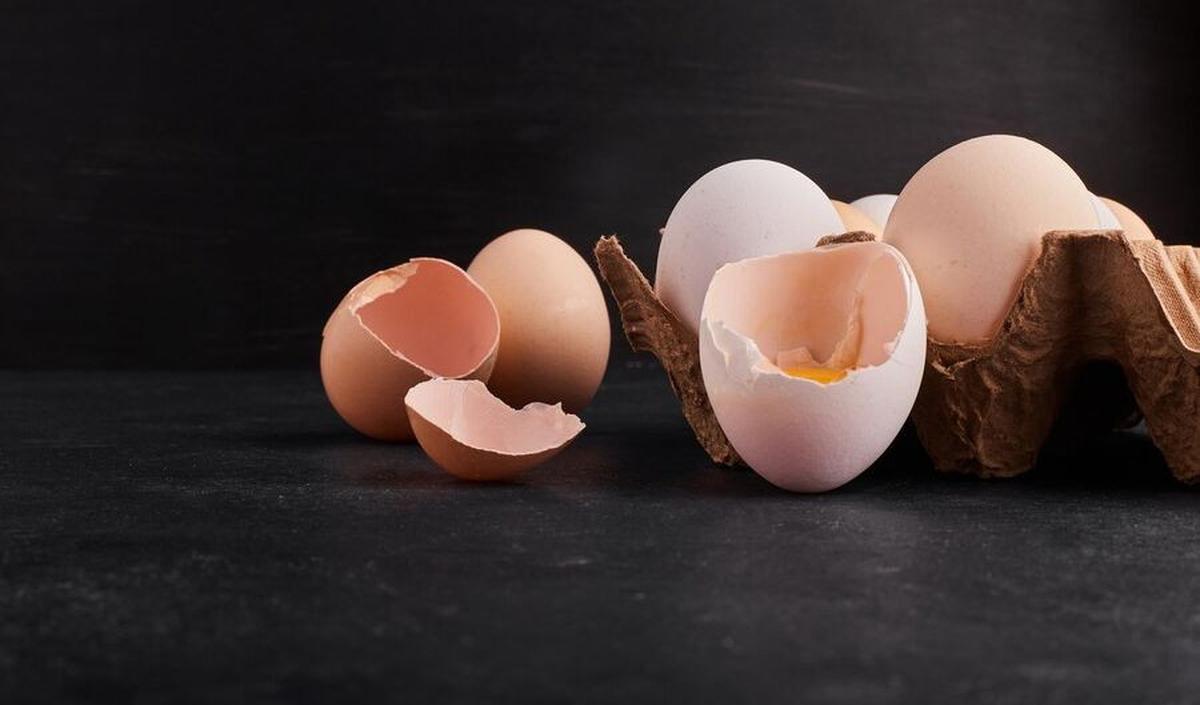 3.&nbsp;Kulit Telur