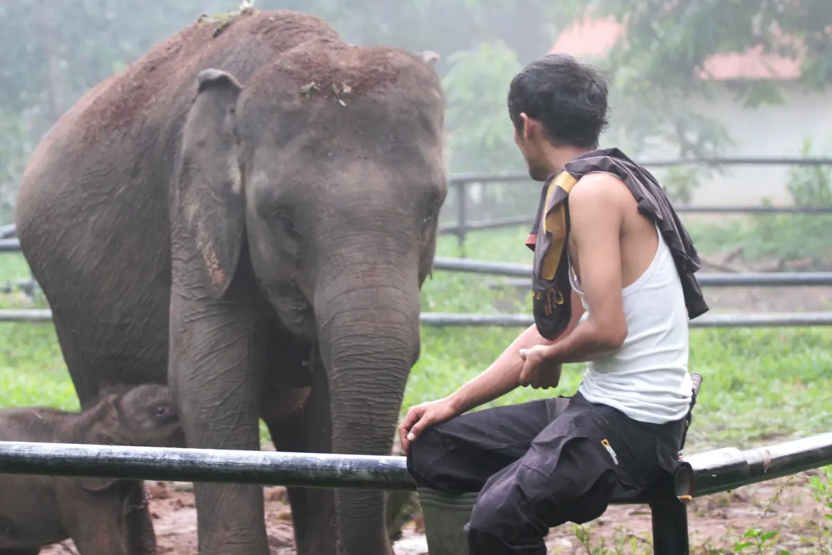 20161011-Bayi-Gajah-Lahir-Waykambas-F4