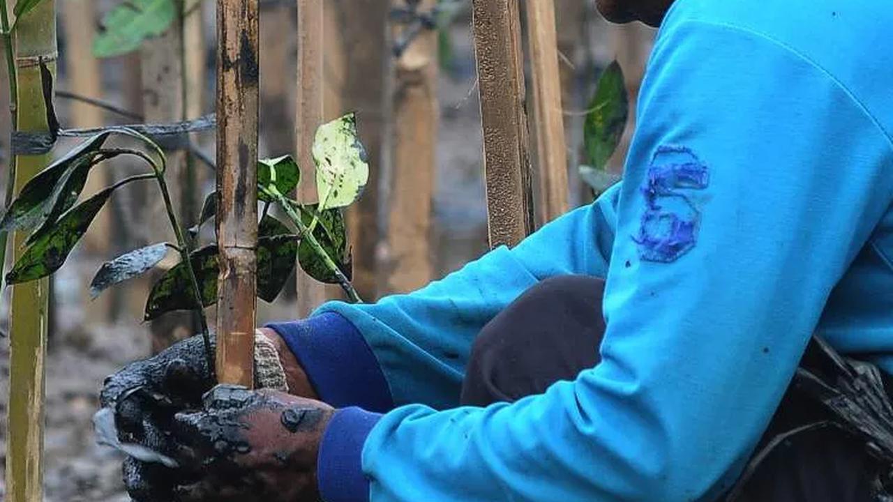 FOTO: Cegah Abrasi dan Kurangi Emisi Karbon, 5.000 Pohon Mangrove Ditanam di Muara Angke