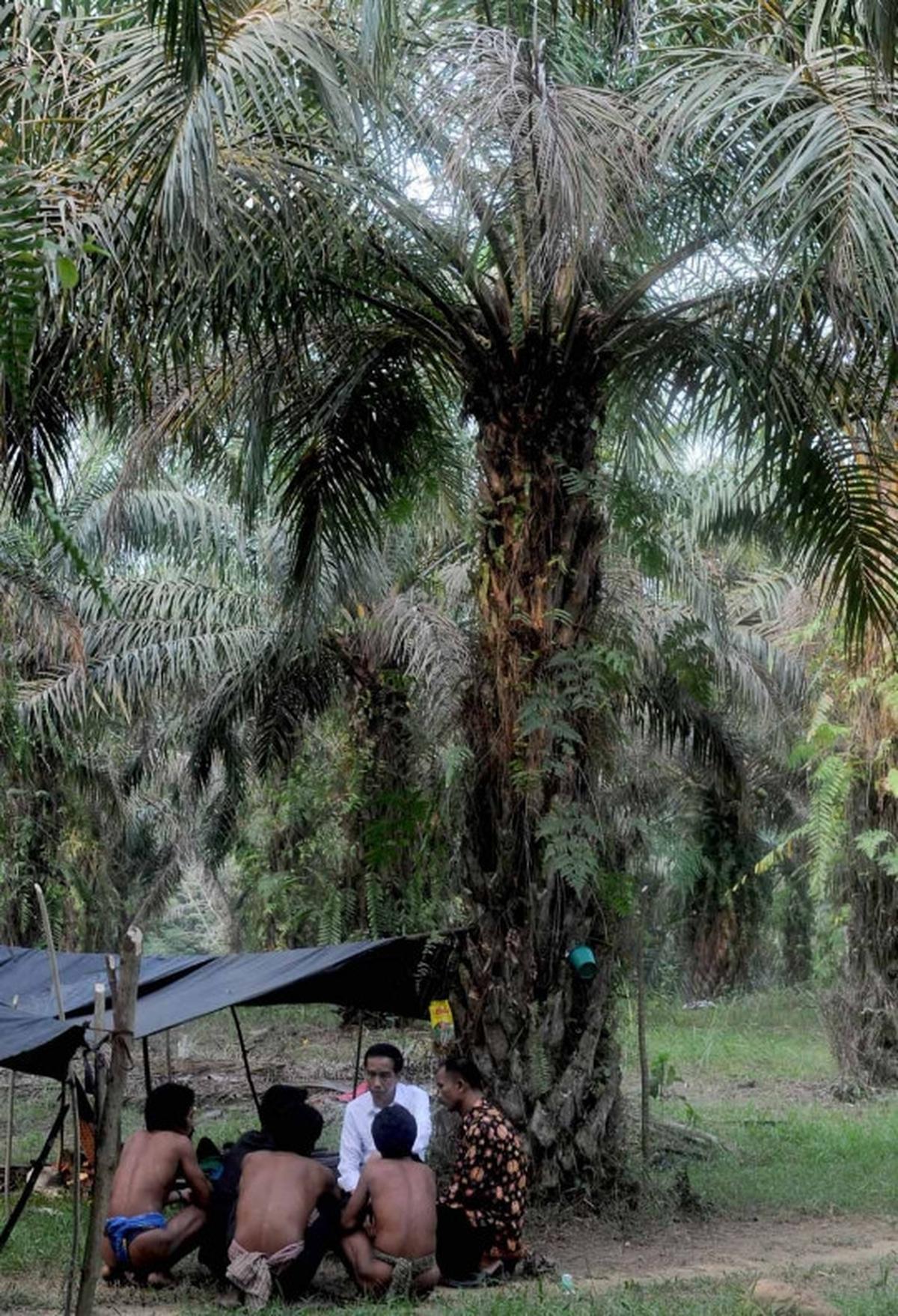 Keakraban Jokowi bertemu Suku Anak Dalam di hutan sawit
