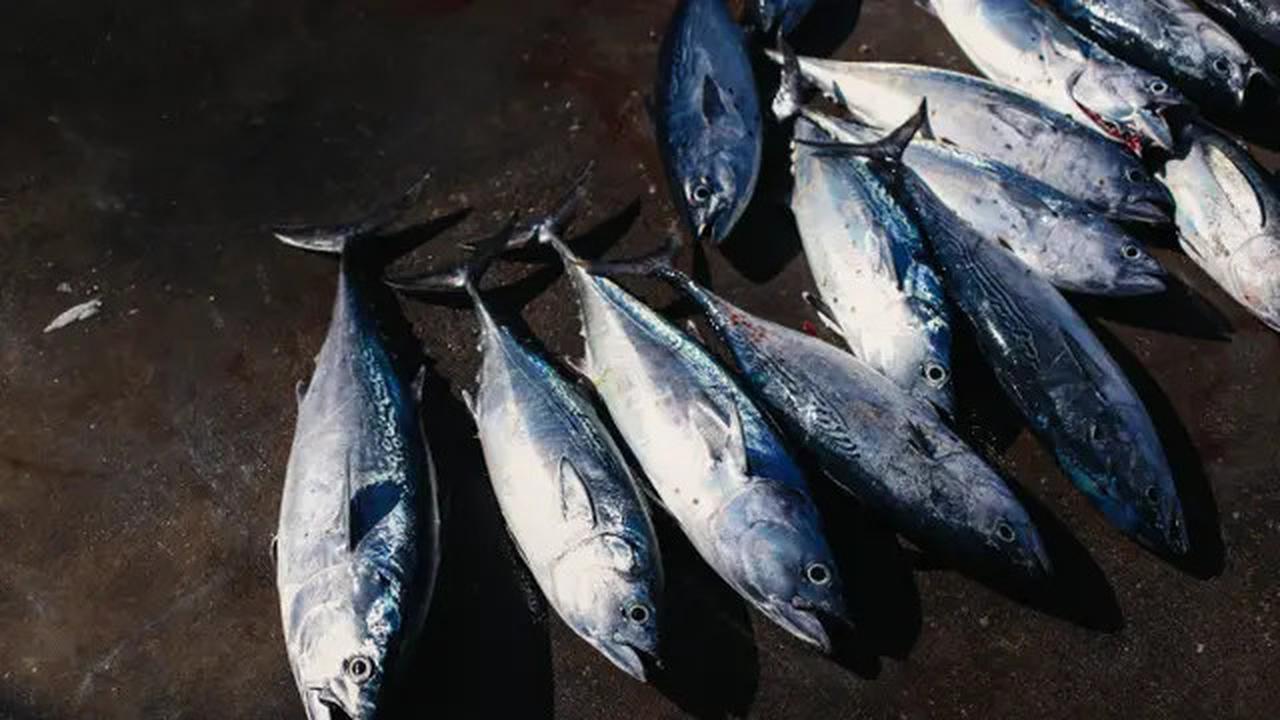 Trik Masak Telur Ikan Agar Tidak Hancur dan Bumbu Meresap dengan Sempurna