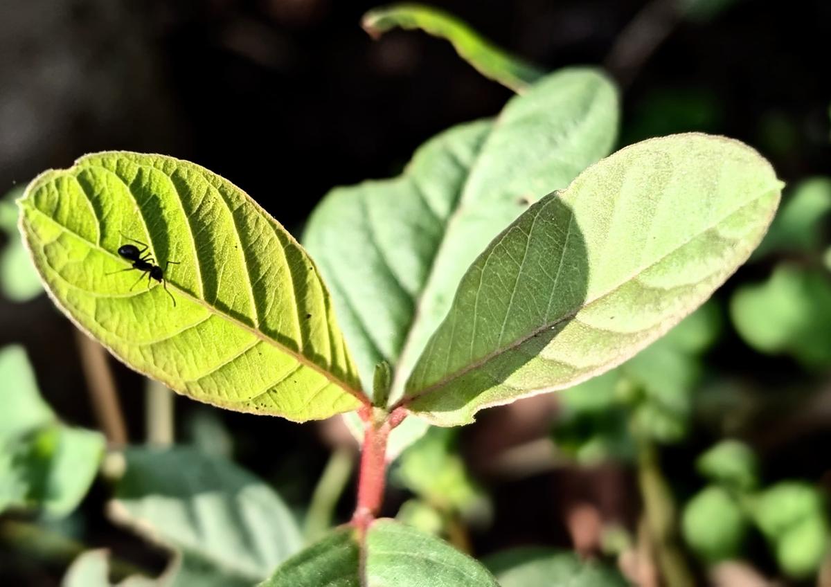 Teh Daun Jambu Biji Bisa Cegah Lonjakan Gula Darah pada Pasien Diabetes Tipe 2