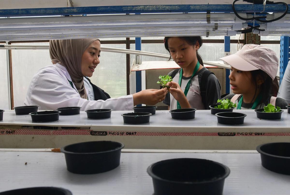 FOTO: Belajar Hidroponik di Kebun Vertikal Tertinggi di Indonesia
