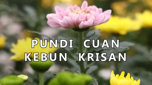 Kebun bunga krisan