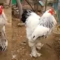 Sebuah video yang beredar di internet menunjukkan seekor ayam berukuran luar biasa besarnya membuat syok netizen.