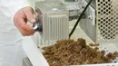 Sebuah mesin digunakan untuk mengolah tepung serangga dari belalang dan jangkrik menjadi pasta khusus di "L'Atelier a pates", Prancis, 8 Februari 2016. Pasta serangga ini dibanderol sekitar Rp 97 ribu per 250 gram (JEAN-Christophe Verhaegen/AFP)