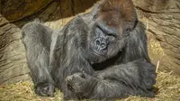 Seekor gorila di kandangnya setelah dua kawanannya positif Covid-19 di Taman Safari Kebun Binatang San Diego, AS (10/1/2021). Melalui situs resminya, Taman Safari Kebun Binatang San Diego melaporkan gorila diduga terinfeksi dari staf yang tidak bergejala. (Ken Bohn/San Diego Zoo Safari Park via AP)