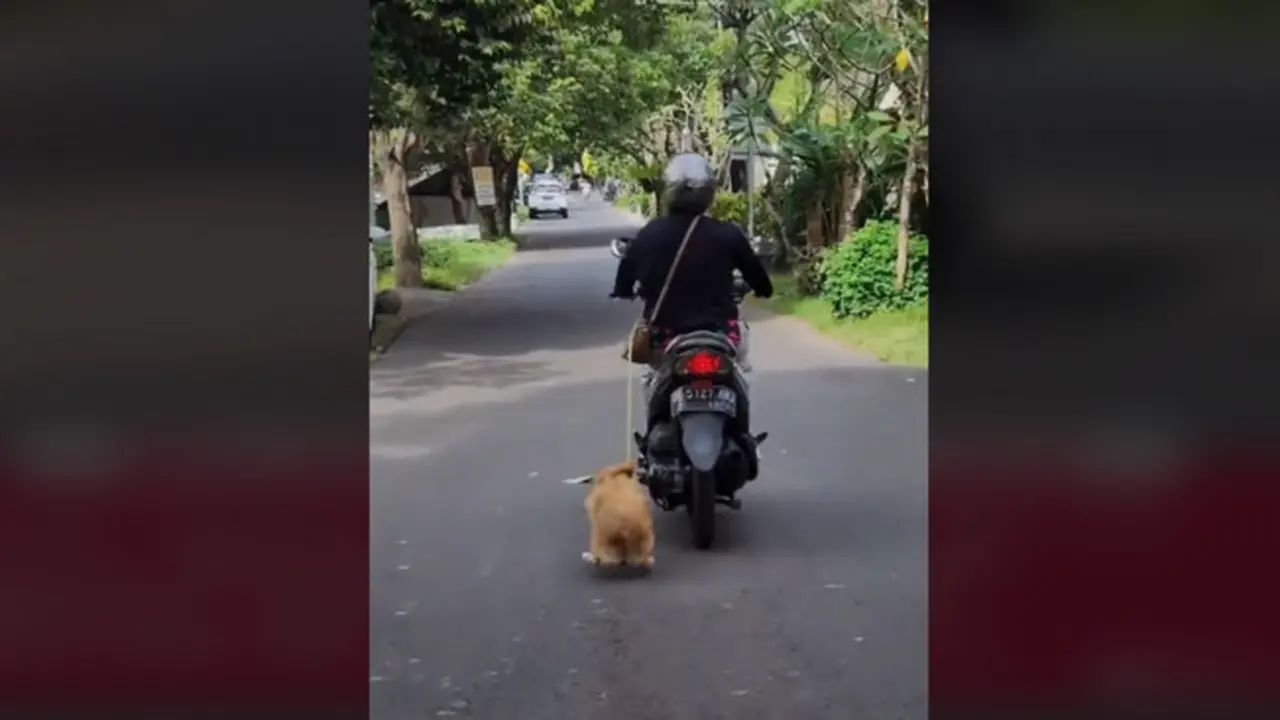 Ibu-Ibu Tega Seret Anjing Saat Menaiki Sepeda Motor