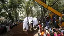 Alat berat digunakan untuk mengangkat seekor gajah kedalam liang lahat di Colombo, Sri Lanka, Selasa (15/3). Gajah yang bernama Hemantha ini mati karena mengalami cedera di kakinya. (REUTERS / Dinuka Liyanawatte) 