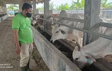Disnakeswan Lebak Gencarkan Pemeriksaan Hewan Kurban Jelang Idul Adha 2026, Jamin Kesehatan Masyarakat