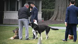 Anjing Presiden Joe Biden, Champ (kiri) dan Major terlihat di South Lawn Gedung Putih di Washington, Rabu (31/3/2021). Major kembali menggigit seseorang di Gedung Putih, hanya beberapa hari setelah kembali dari pelatihan di Delaware menyusul insiden serupa awal bulan ini. (Mandel Ngan/Pool via AP)