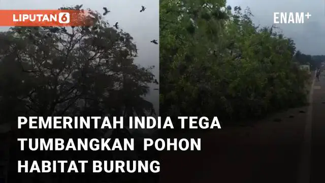 Hiraukan habitat burung, Pemerintah India tega tumbangkan pohon besar demi proyek pelebaran jalan