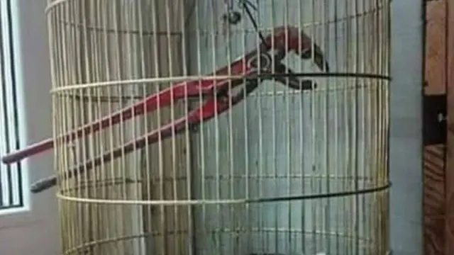 6 Isi Kandang Burung Ini Nyeleneh Banget, Enggak Habis Pikir