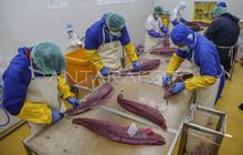 Indonesia Perluas Pasar Global, Ekspor Perdana Tuna Loin Maluku Tembus Thailand