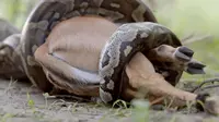 Penampakan dari kijang bayi impala yang dimakan oleh ular python 3,6 meter di sebuah cagar alam Kenya, Afrika.