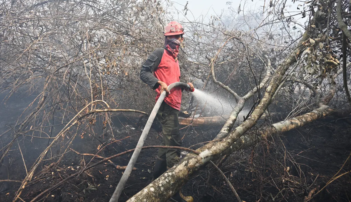 Seorang petugas pemadam kebakaran berupaya melakukan pemadaman di tengah pekatnya asap kebakaran di Kampar, provinsi Riau pada 17 September 2019. Kebakaran hutan dan lahan (karhutla) yang masih terjadi membuat sejumlah wilayah di Provinsi Riau terpapar kabut asap. (ADEK BERRY / AFP)