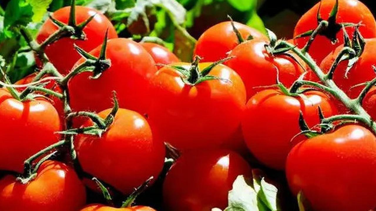 Manfaat Sayur Tomat untuk Menurunkan Kolesterol secara Alami