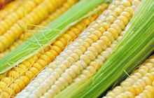9 Manfaat Jagung untuk Anak, Menunjang Kesehatan Tulang