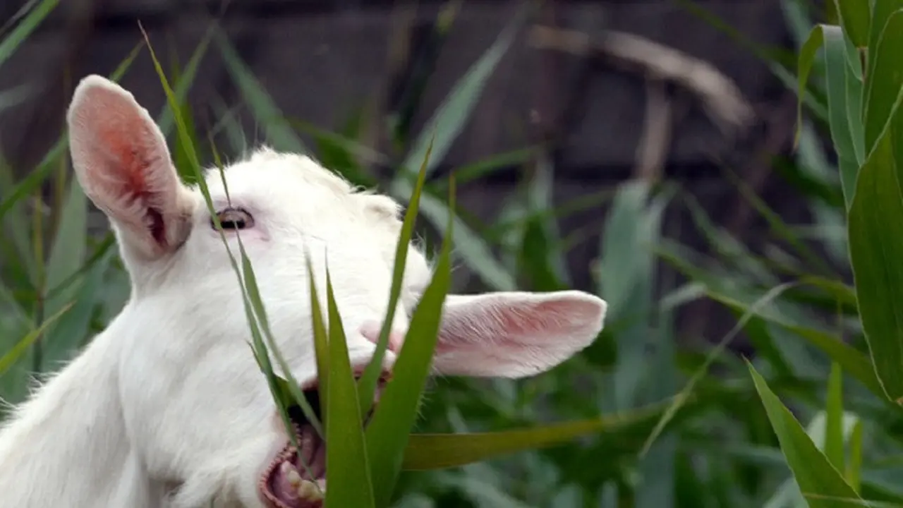 Ilustrasi kambing 