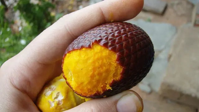 Sekali Seumur Hidup, Kamu Mesti Coba Buah Eksotik Ini