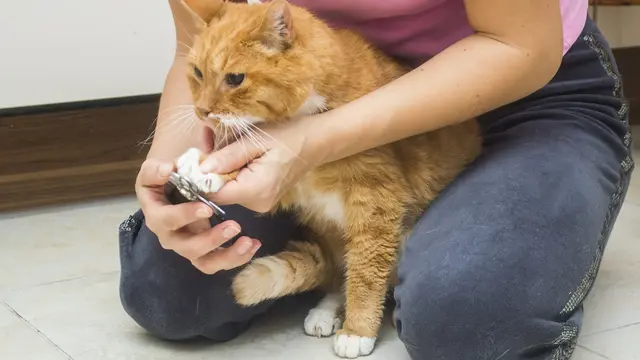 Kenapa Kuku Kucing Harus Dipotong?