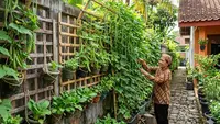 Cara Mengubah Pagar Rumah Menjadi Sumber Panen Sayur dan Buah, Solusi Cerdas untuk Lahan Sempit