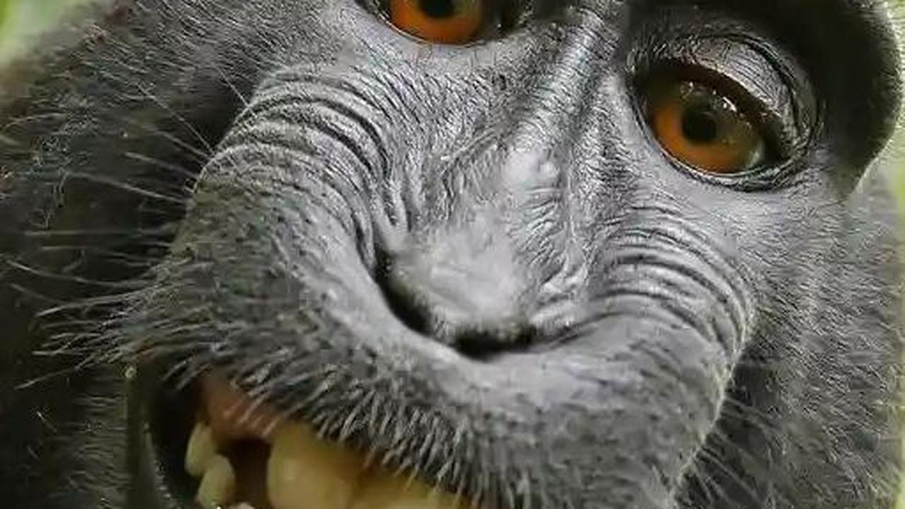 Monkey Selfie by Naruto, 2011&nbsp;