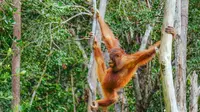 Program konservasi Kitabisa Harpa berkolaborasi dengan SOC untuk meningkatkan upaya konservasi orangutan. (Dok: Kitabisa)