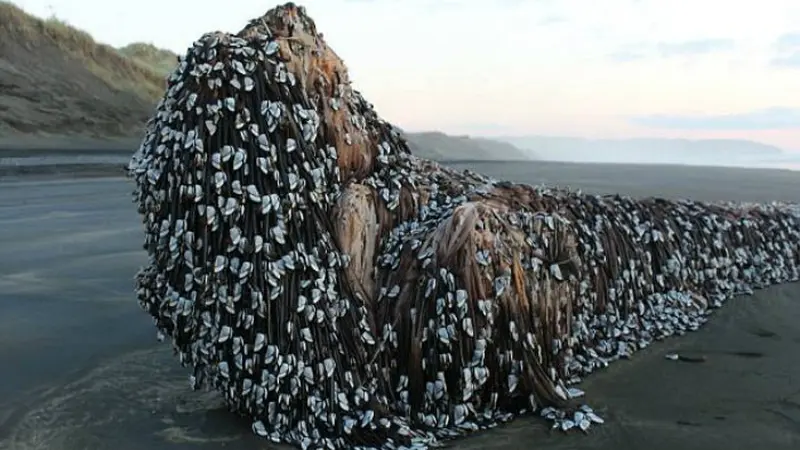 Benda misterius yang terdapat di Pantai Muriwai, Selandia Baru