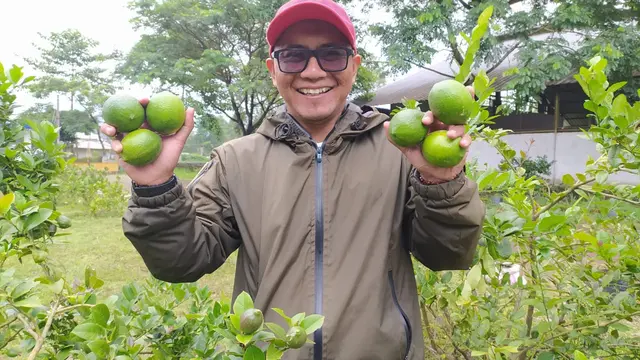 Kandungan Vitamin C dalam jeruk lemon California, dinilai cocok untuk meningkatkan imun tubuh untuk menangkal penyebaran COVID-19.