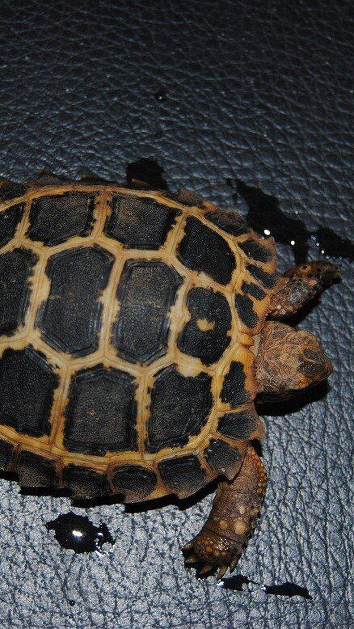 2. Kura-kura Forsteni (Indotestudo forsteni)